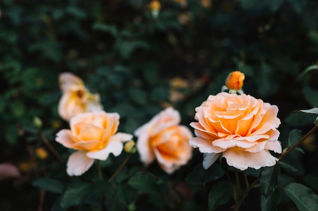 Крупный план красивых цветущих роз