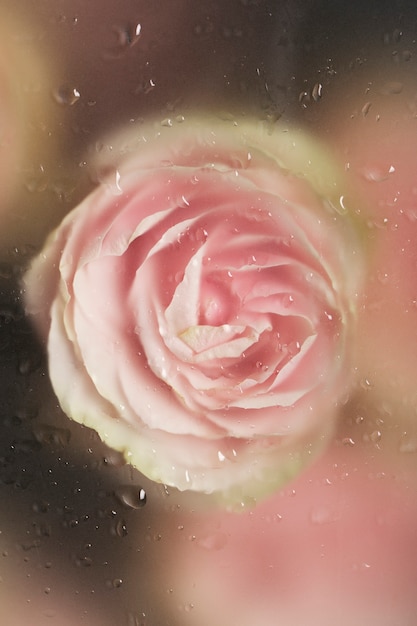 Close up on beautiful blooming flower