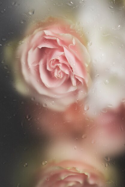 close up on beautiful blooming flower