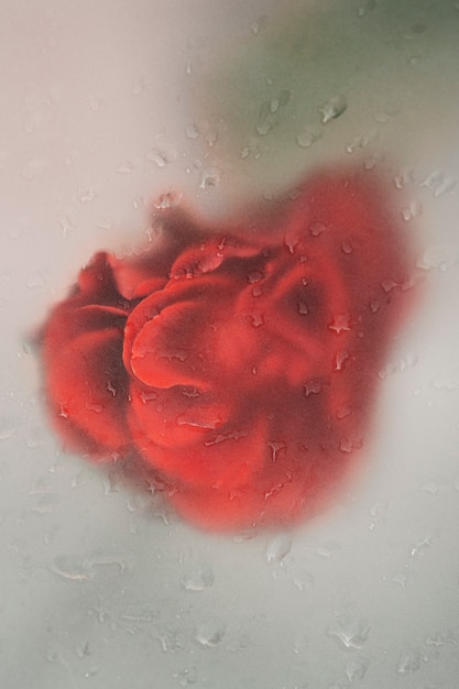 美しいく花に近づいて