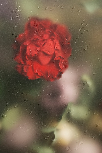 Close up on beautiful blooming flower