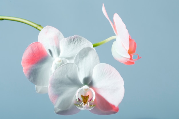 close up on beautiful blooming flower