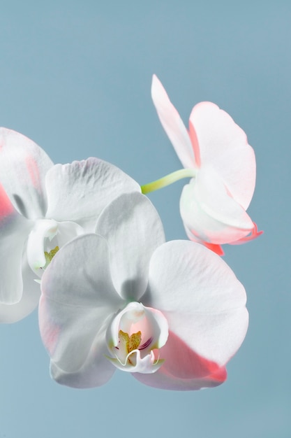 close up on beautiful blooming flower