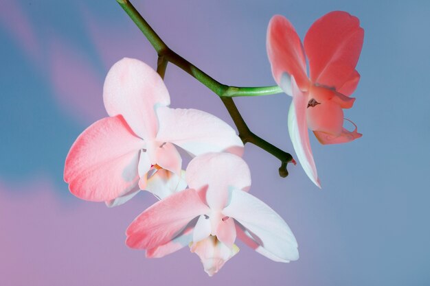 美しいく花に近づいて