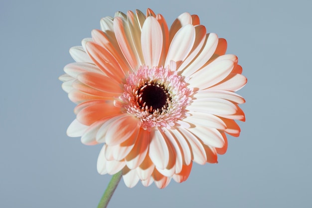 Close up on beautiful blooming flower