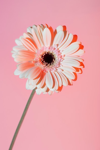 Close up on beautiful blooming flower