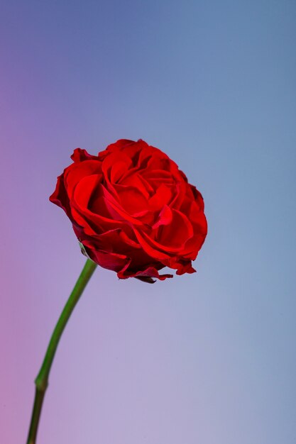 Close up on beautiful blooming flower