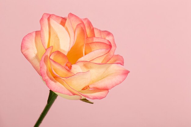 Close up on beautiful blooming flower