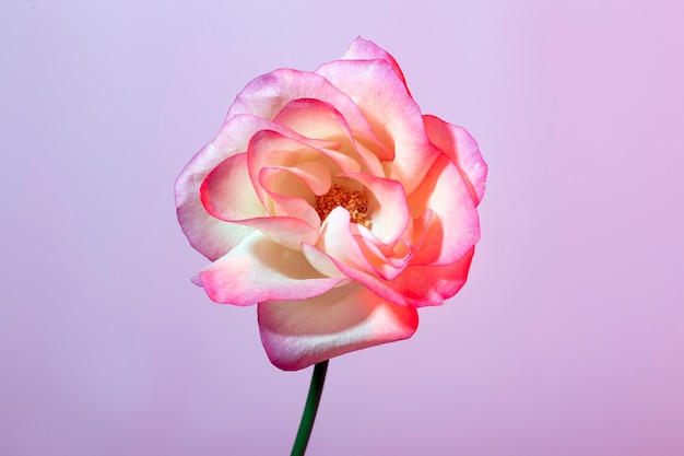 美しいく花に近づいて