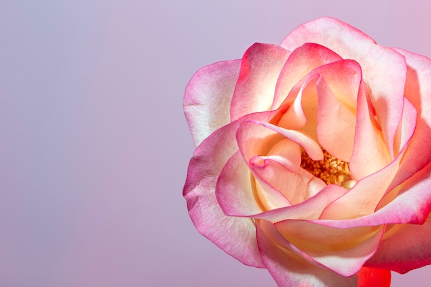 Close up on beautiful blooming flower