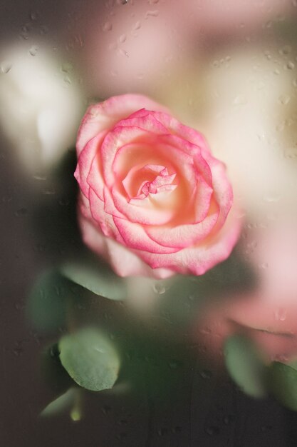 Close up on beautiful blooming flower