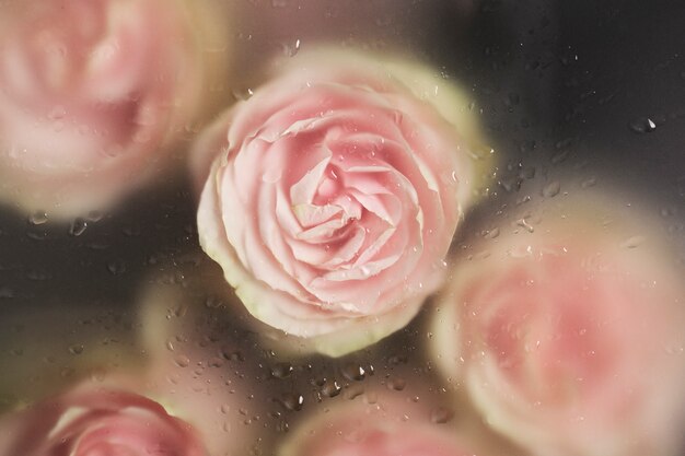 Close up on beautiful blooming flowers