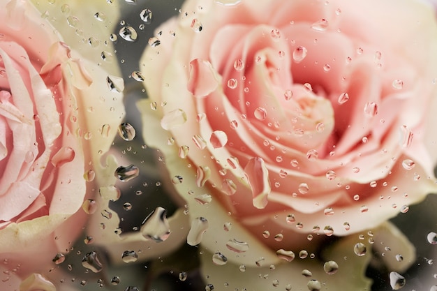 Close up on beautiful blooming flowers