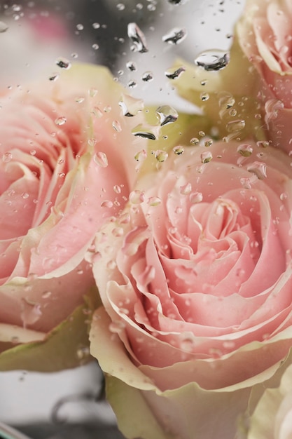 Close up on beautiful blooming flowers