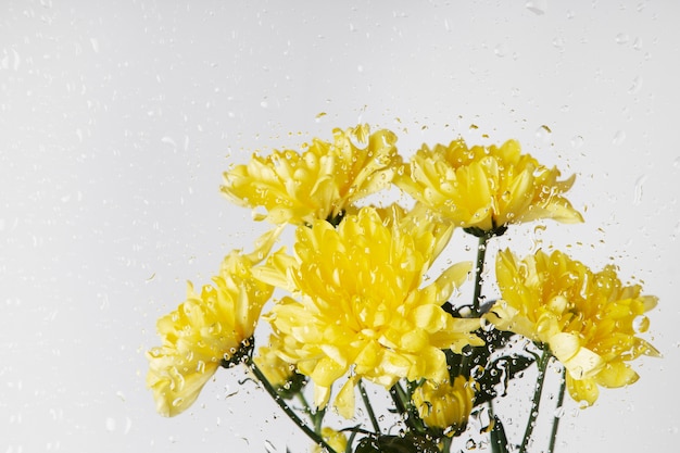 Close up on beautiful blooming flowers