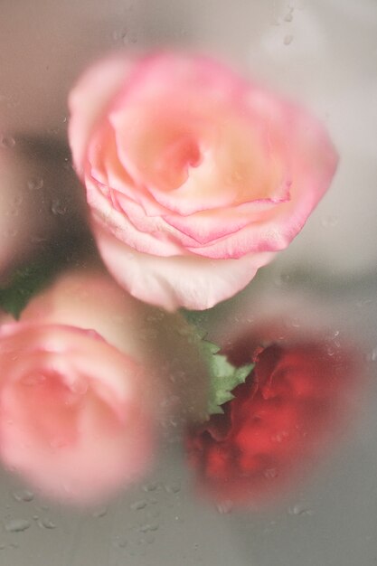 Close up on beautiful blooming flowers