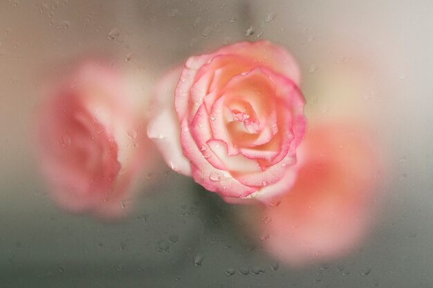 Close up on beautiful blooming flowers