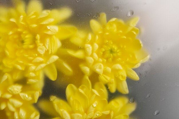 Close up on beautiful blooming flowers