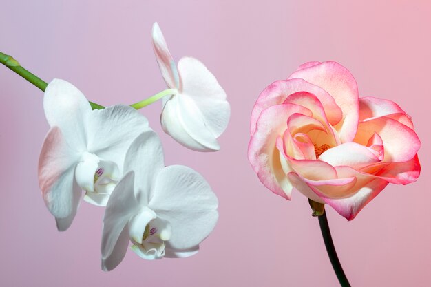 Close up on beautiful blooming flowers