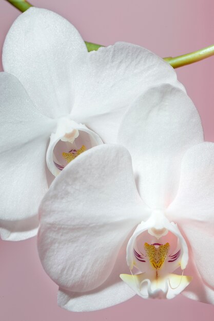 Close up on beautiful blooming flowers