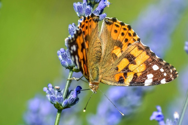 Крупным планом красивая бабочка на цветке