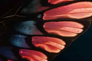 Free photo close up beautiful butterfly wing