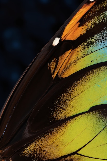 Close up beautiful butterfly wing