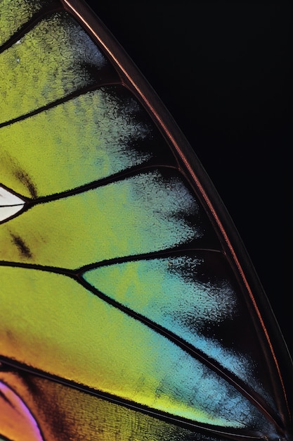 Close up beautiful butterfly wing