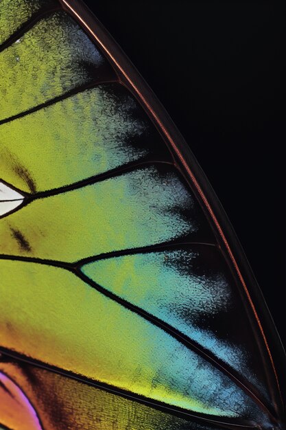 Close up beautiful butterfly wing