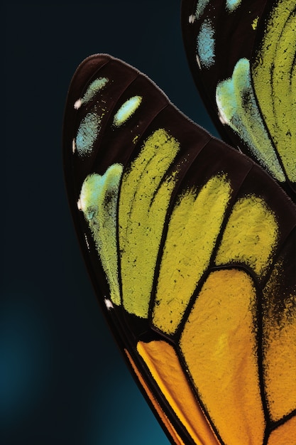 Free photo close up beautiful butterfly wing