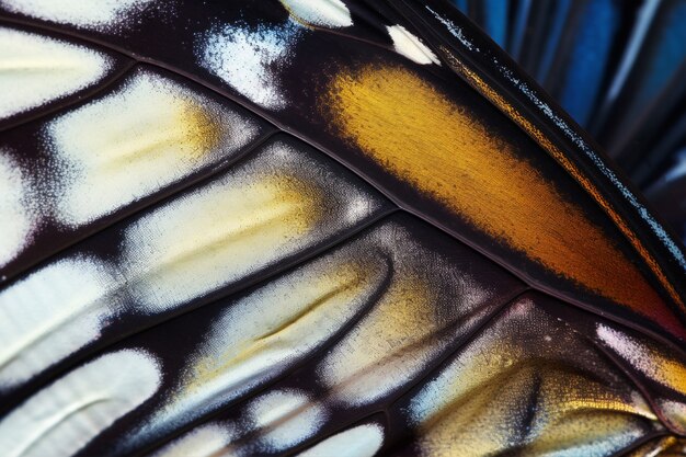 近くの美しい蝶の翼