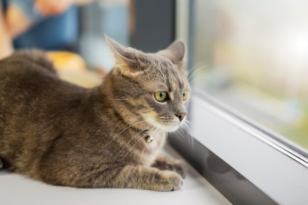 Крупным планом красивая кошка у окна