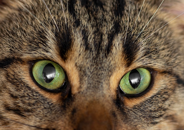 Крупным планом красивая кошка с зелеными глазами
