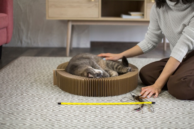 飼い主と一緒に美しい猫のクローズアップ