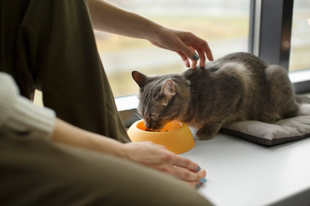 Foto gratuita primo piano sul bellissimo gatto con il proprietario