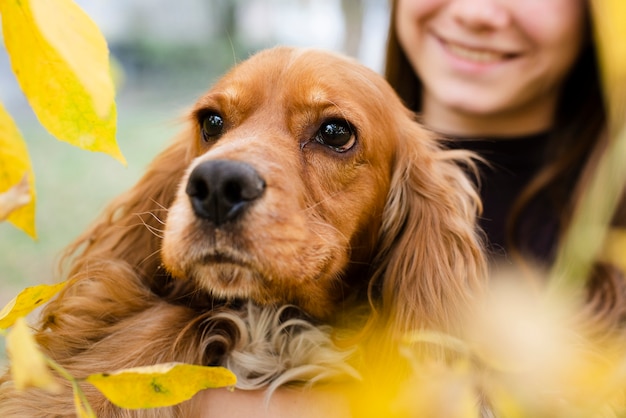 Free photo close-up beautiful cocker spaniel