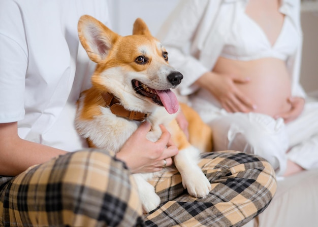 Close up of beautiful corgi with ginger fur and protruding tongue lying on legs of unrecognizable man owner while blurred pregnant woman touching belly sitting near on bed