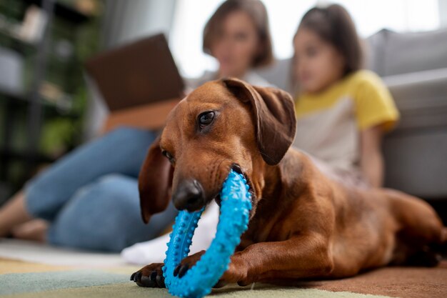 Крупным планом красивая собака такса с жевательной игрушкой