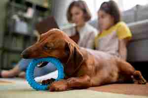 Free photo close up on beautiful dachshund dog with chewing toy