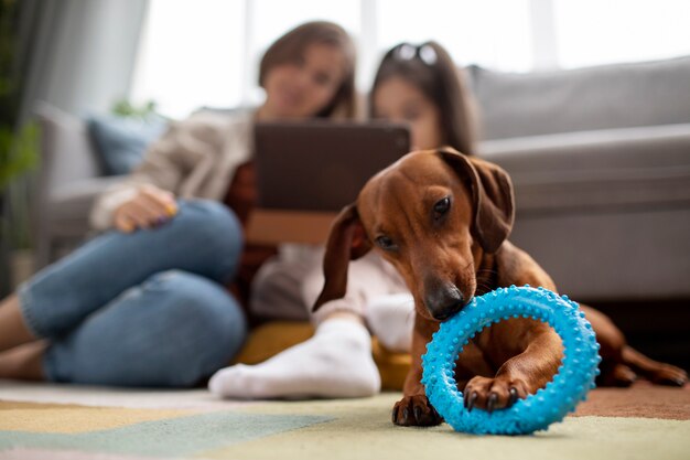 噛むおもちゃで美しいダックスフント犬にクローズアップ