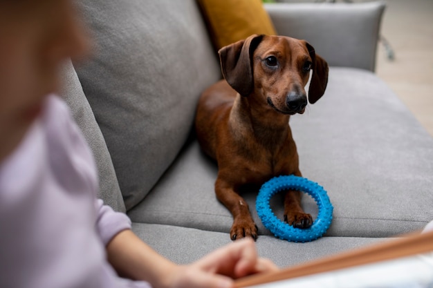 噛むおもちゃで美しいダックスフント犬にクローズアップ