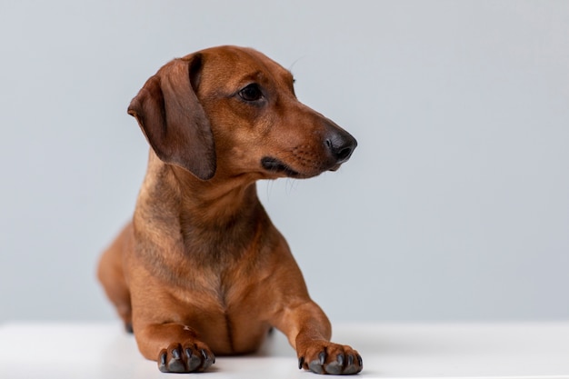 Close up on beautiful dachshund dog