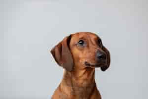 Free photo close up on beautiful dachshund dog