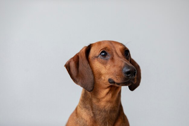 Close up on beautiful dachshund dog