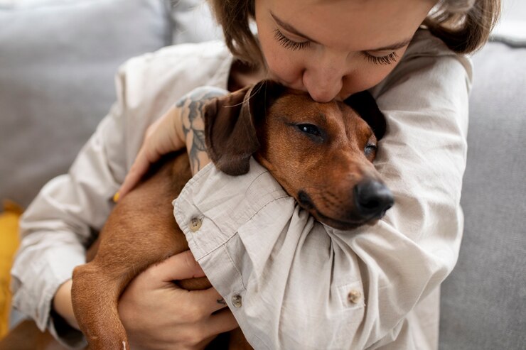 Free Photo close up on beautiful dachshund hugged by owner