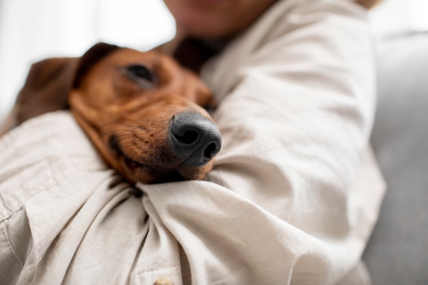 Close up on beautiful dachshund hugged by owner