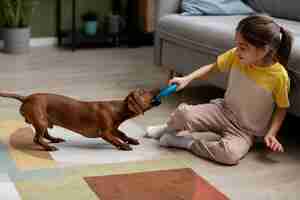 Free photo close up on beautiful dachshund playing with kid