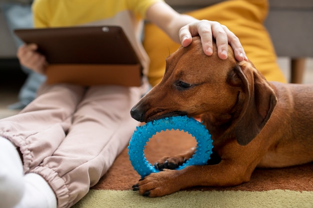 Free photo close up on beautiful dachshund playing with kid