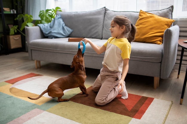 Close up on beautiful dachshund playing with kid