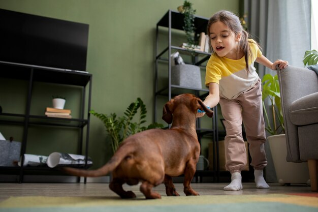 Close up on beautiful dachshund playing with kid